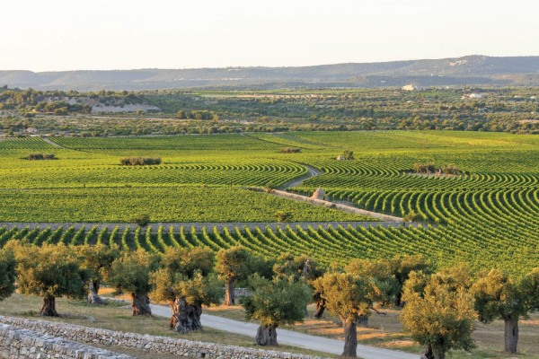 Giống nho dùng để làm rượu vang San Marino F là Negroamaro được trồng vùng Puglia của Ý