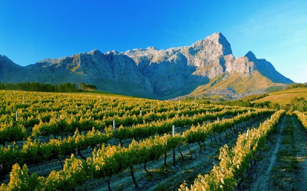 Nam Phi là quốc gia hiếm hoi ở châu Phi có trồng nho và phát triển ngành sản xuất rượu vang