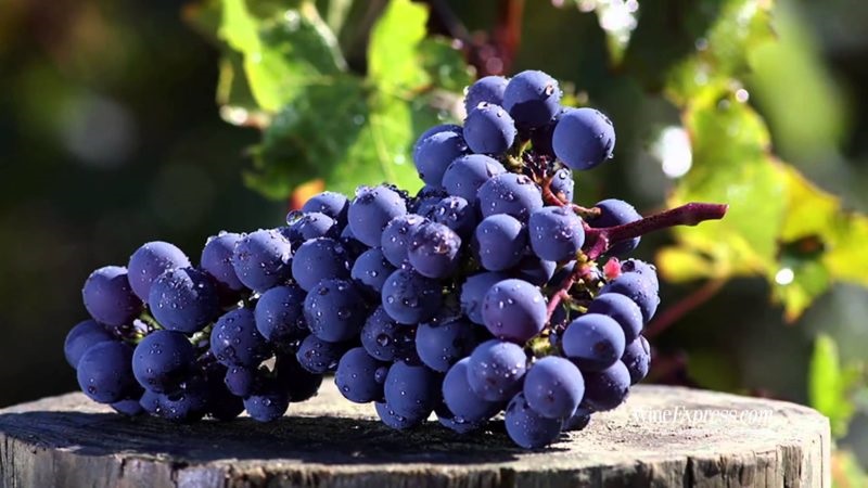 Cabernet Sauvignon - vua của các loại nho làm vang đỏ