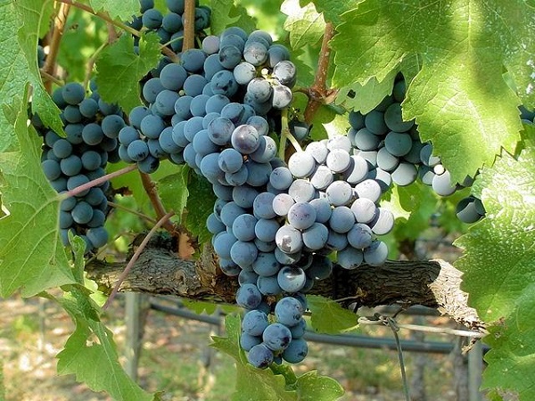 Giống nho Sangiovese - giống nho cao quý của Tuscany, Ý