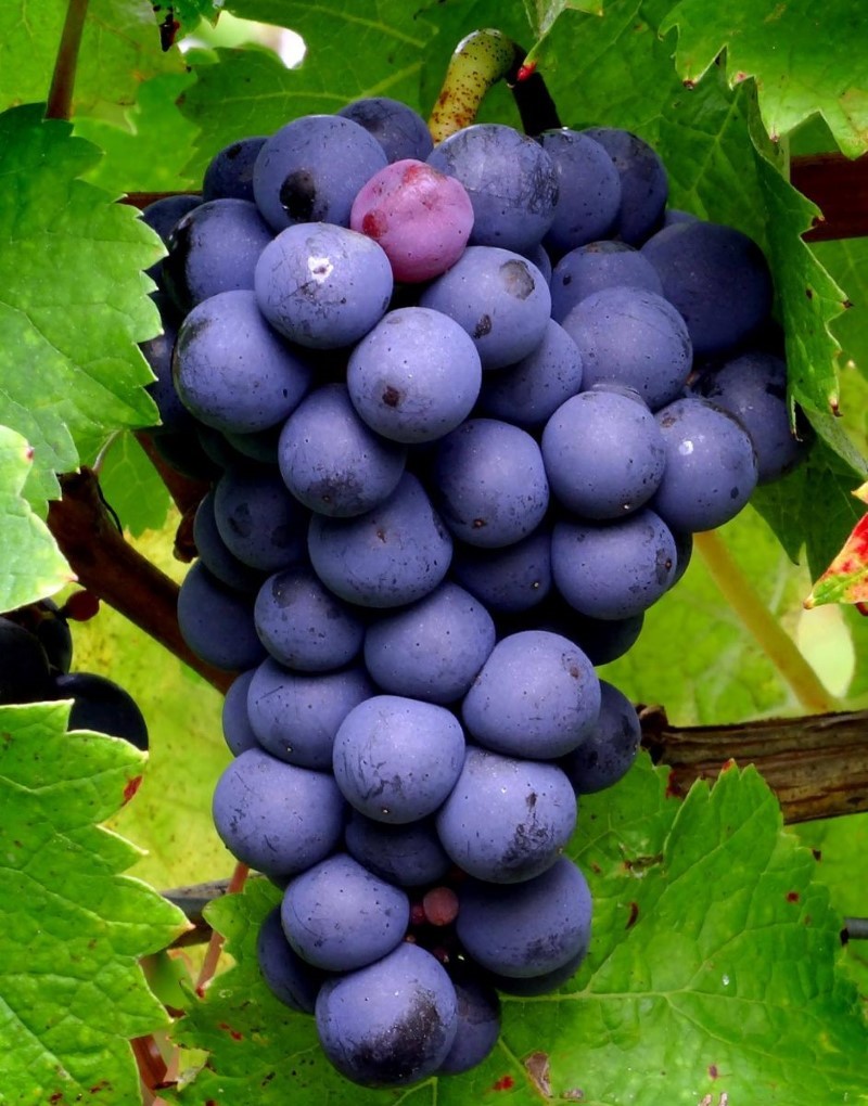 Nho Merlot đỏ chiếm tỷ lệ cao nhất trong rượu vang Château Meillier Bordeaux Supérieur RougeNho Merlot đỏ chiếm tỷ lệ cao nhất trong rượu vang Château Meillier Bordeaux Supérieur Rouge