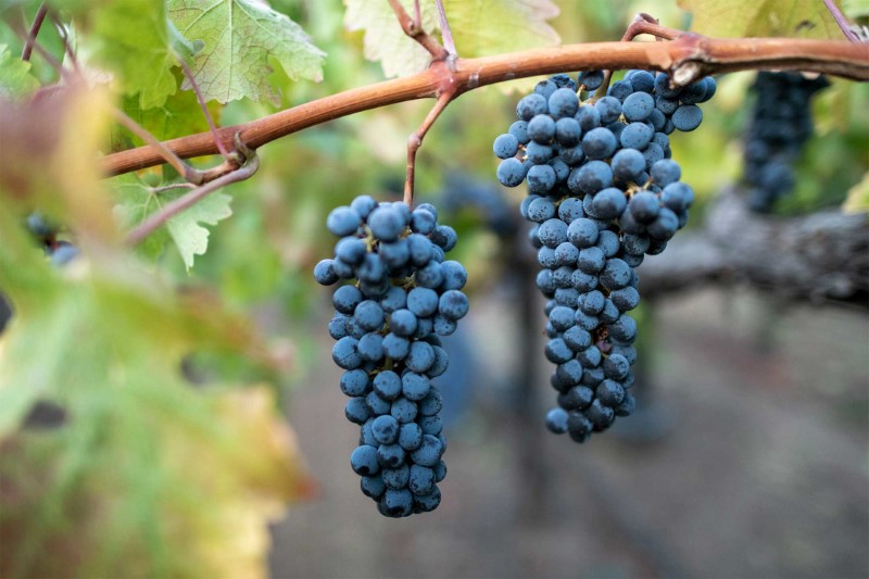 Cabernet Sauvignon chiếm 14%, đem lại màu sắc và hương thơm của trái cây đen