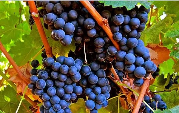 Giống nho Merlot